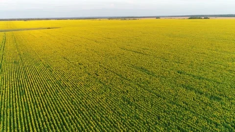Flying over the Endless Fields of Blooming Sunflowers. Straight Rows. Russia. Stock Footage 151386839