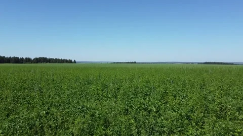 Flying over endless green fields Stock Footage 133269304