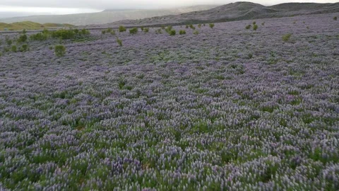 Flying over endless lupins field in Iceland Vídeos de archivo 149043388