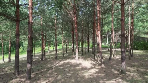 Flying Over Endless Pine Forests Stock Footage 302577727