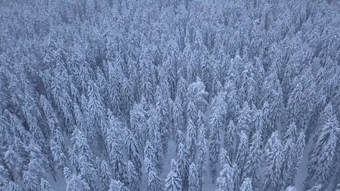 Flying over an endless snow covered forest during misty and dark winter day Stock Footage 102335909