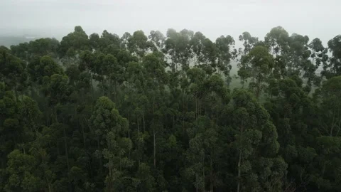 Flying over eucalyptus forest with dense fog. Stock Footage 234638706