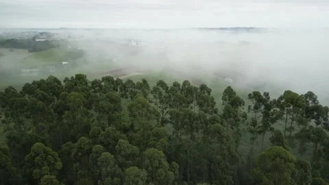 Flying up over eucalyptus forest with dense fog and city nearby. Stock Footage 234638824