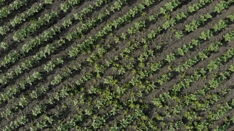 Flying over the even rows of plants. Modern high-tech farming. Stock-Footage 116388269