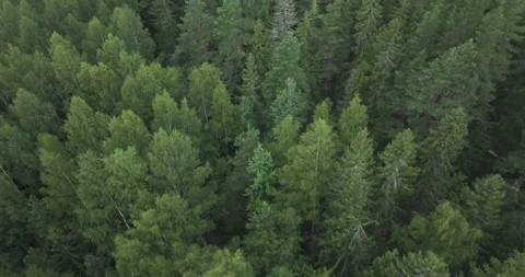 Flying over evergreen forest Stock Footage 282022589