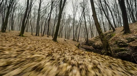 Flying over fall forest river Stock Footage 35502481
