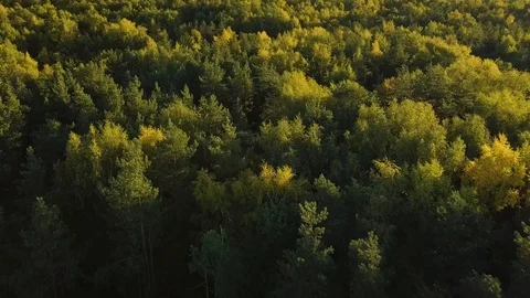 Flying over the fall trees Stock Footage