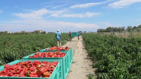 Flying over farmers loading red  bell peppers boxes. Agriculture, food,farmers Stock Footage 100370805