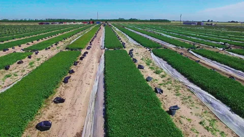 Flying over farmland 動画素材 203969415