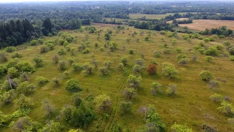 Flying over the field and forest, aerial view Vídeo Stock 79537848