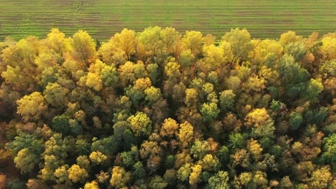 Flying over a field and forest in autumn. Yellow trees illuminated by the sun Stock Footage 141868752