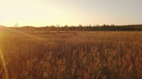 Flying over a field and a stream at sunset Video stock 169448759
