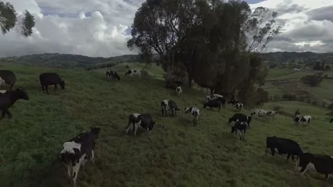 Flying over the field with animals Stock Footage 220372475