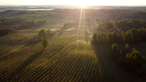 Flying over a field with apple trees, a plantation of fruit trees on a drone in Stock Footage 196712450