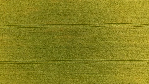 Flying Over the Field Background. Aerial footage flying over Grain wheat , ready Stock Footage 120165565