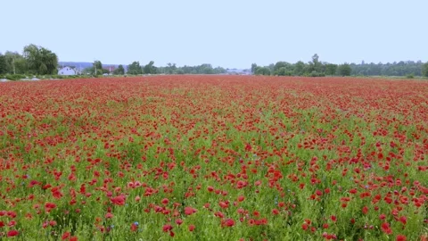 Flying over a field with blooming red poppies. 스톡 동영상 209893267
