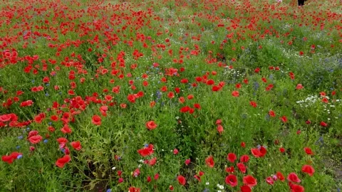 Flying over a field with blooming red poppies and white flowers. 動画素材 230706446