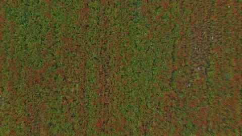 Flying over a field with blooming red poppies in Horenka, Ukraine. Done shote. 库存影片 231565444