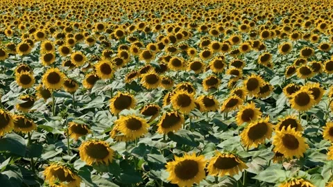 Flying over a field of bright yellow sunflowers Stock Footage 326862201