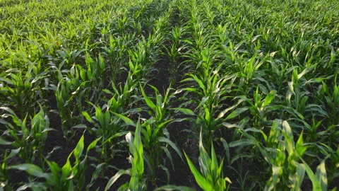 Flying over a field of corn during sunset Stock Footage 134389921
