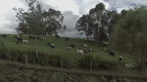 Flying over the field, cows grazing on the hill Stock Footage 220362476