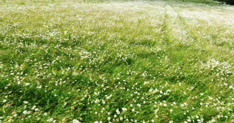 Flying over field of daisies Stock Footage 312379308