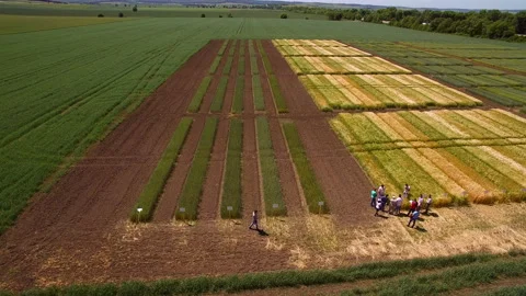 Flying over the field with different varieties of wheat. Scientists are testing Video stock 91185379