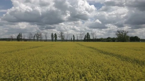 Flying over a field of flowering rapeseed, flowering rapeseed Stock Footage 196135531