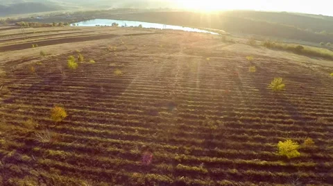 Flying over the field Stock Footage 57465937