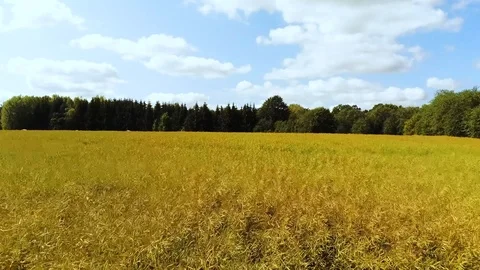 Flying over field Stock Footage 115317454