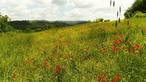 Flying over a field full of red poppy flowers in Chianti region, Tuscany, Italy Stock Footage 91012952