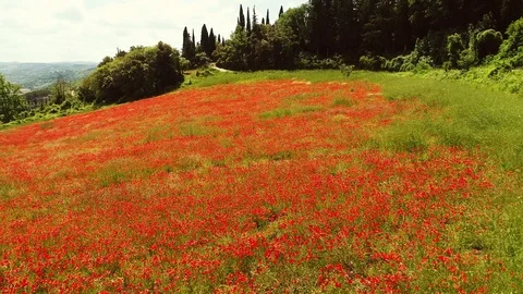 Flying over a field full of red poppy flowers in Chianti region, Tuscany, Italy Stock Footage 91020552