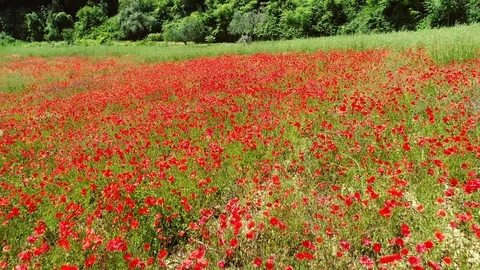 Flying over a field full of red poppy flowers in Chianti region, Tuscany, Italy Stock Footage 91020575