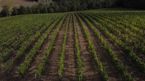 Flying over a field of grapevines in the Tuscan countryside Stock Footage 197457135