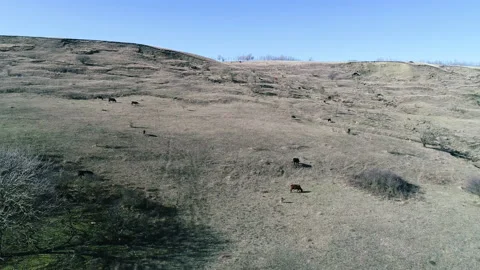 Flying over a field with grazing cows Stock Footage 152977475