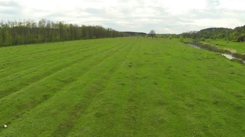 Flying over the field with green grass Stock-Footage 49890403