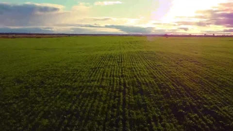Flying over a field with green grass . processed field. the young greens. the Stock Footage 142466461