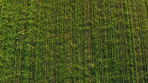 Flying over a field with green grass . processed field. the young greens. the Stock Footage 142466979
