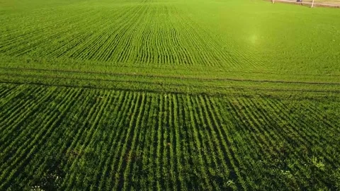 Flying over a field with green grass . processed field. the young greens. the Stock Footage 143313349