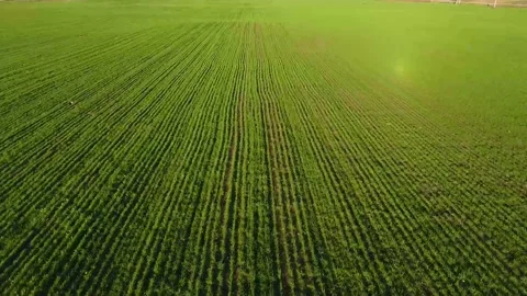 Flying over a field with green grass . processed field. the young greens. the Stock Footage 143379721
