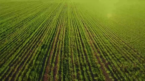 Flying over a field with green grass . processed field. the young greens. the Stock Footage 143457132