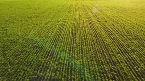 Flying over a field with green grass . processed field. the young greens. the Stock Footage 144113789