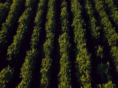 Flying over the field of green peas. Aerial survey Stock Footage 78412909