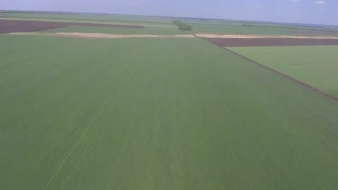 Flying over a field of green wheat. Stock Footage 107648909