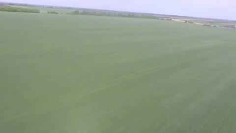 Flying over a field of green wheat. Stock Footage 107649294