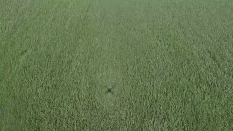 Flying over a field of green wheat. Stock Footage 107649342