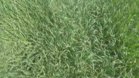 Flying over a field of green wheat. Stock Footage 107649376