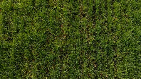 Flying over the field of green wheat aerial background nature wallpapper Stock Footage 108430666