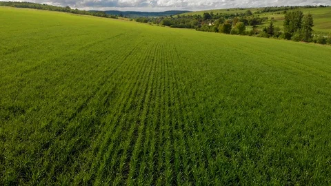 Flying over the field of green wheat aerial background nature wallpapper Stock Footage 108430747