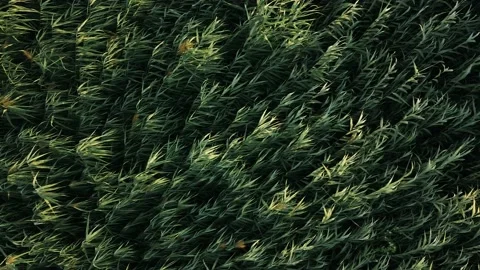 Flying over a field of high green grass. Top view Stock Footage 136749295
